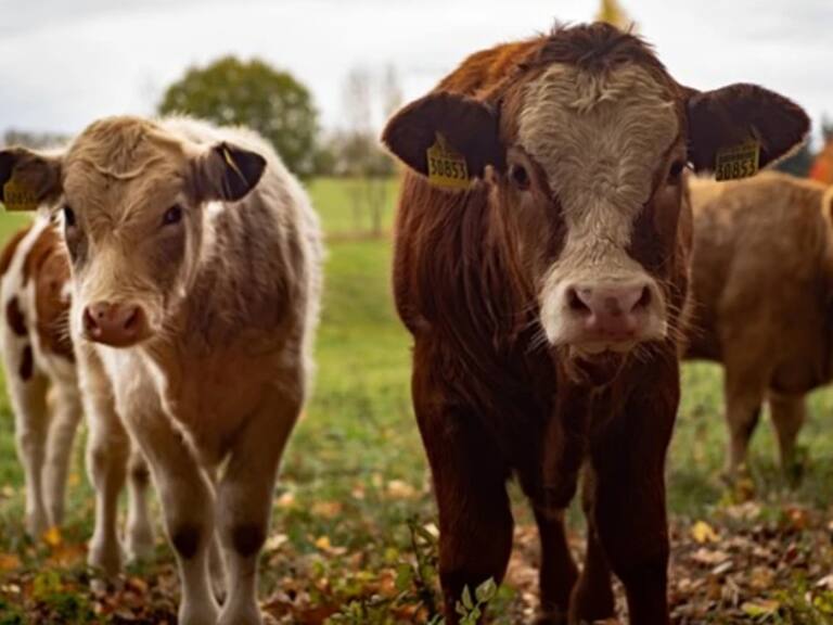 EE.UU. abrirá gradualmente la frontera a ganado mexicano