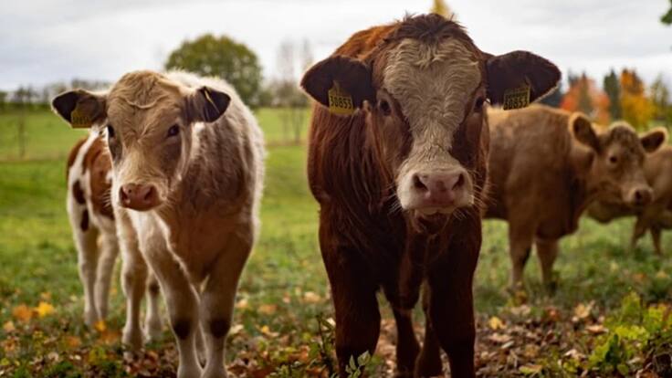 El gusano barrenador ya está en Tamaulipas y Edomex: detectan primeros casos