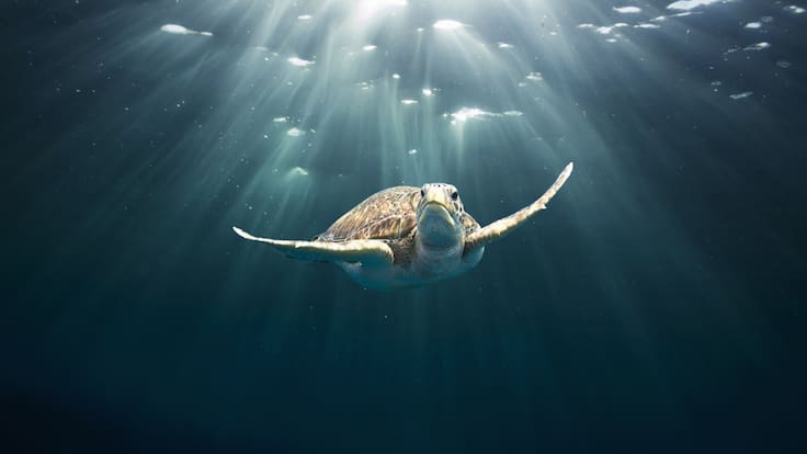 Día mundial de la tortuga marina: Los peligros que enfrentan por el hombre