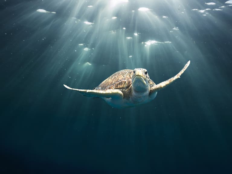 Día mundial de la tortuga marina