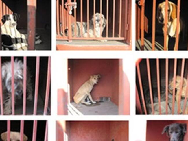 Atención de los perros en Iztapalapa. Jesús Valencia, jefe delegacional de Iztapalapa. 12/01/13