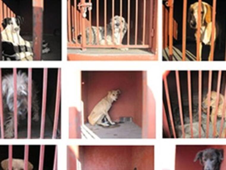 Atención de los perros en Iztapalapa. Jesús Valencia, jefe delegacional de Iztapalapa. 12/01/13