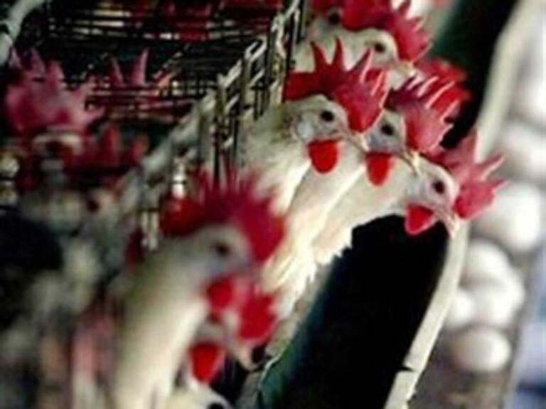 Suspende China importaciones porcinas y avícolas alemanas por dioxinas