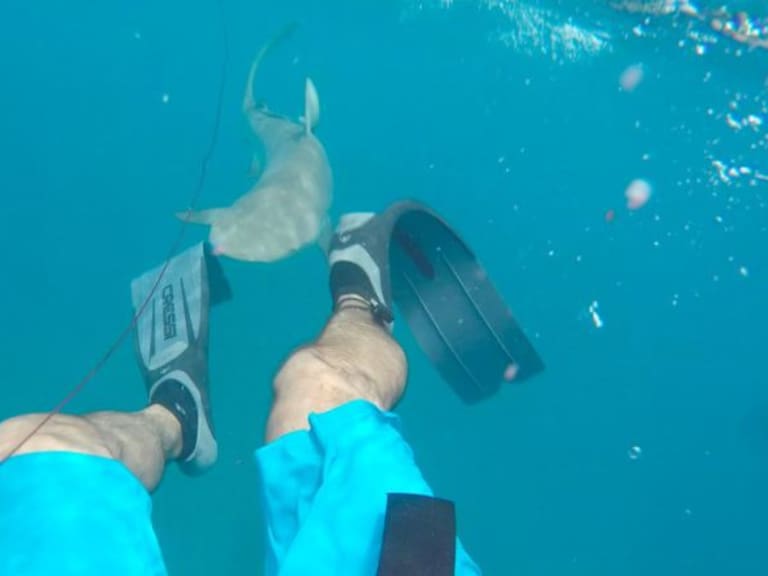 [VIDEO] Buzo es atacado por tiburón