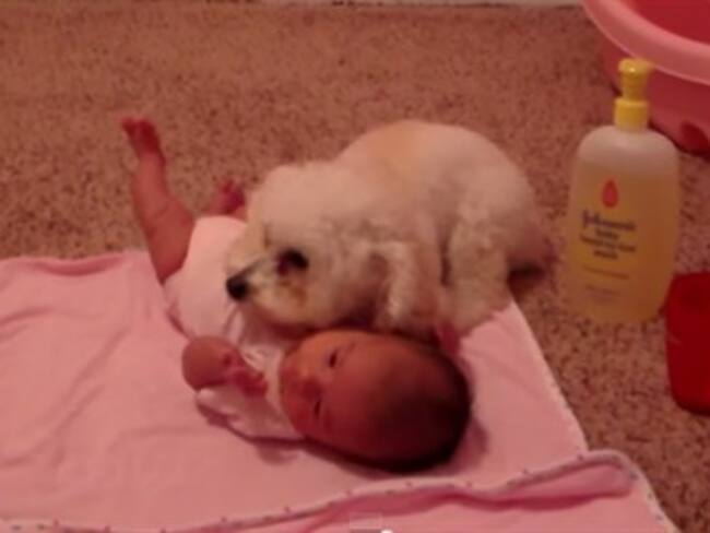 Perro hace todo para proteger a un bebé de la malvada aspiradora