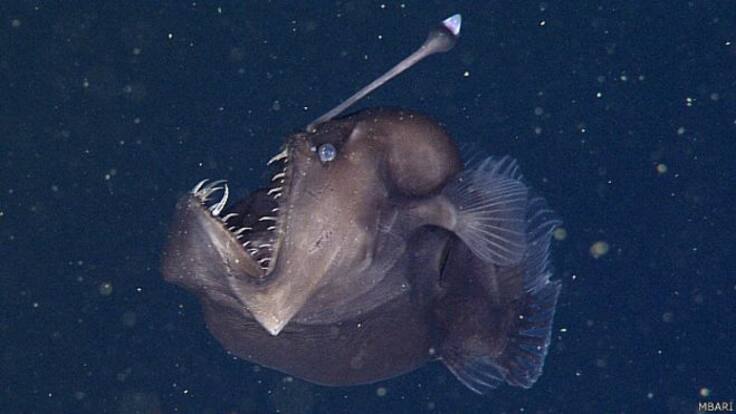 Descubren por primera vez al enigmático pez ‘diablo negro’ del abismo: un hallazgo que sorprende a la ciencia