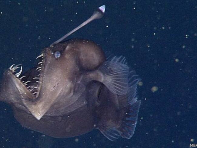 Descubren por primera vez al enigmático pez ‘diablo negro’ del abismo: un hallazgo que sorprende a la ciencia