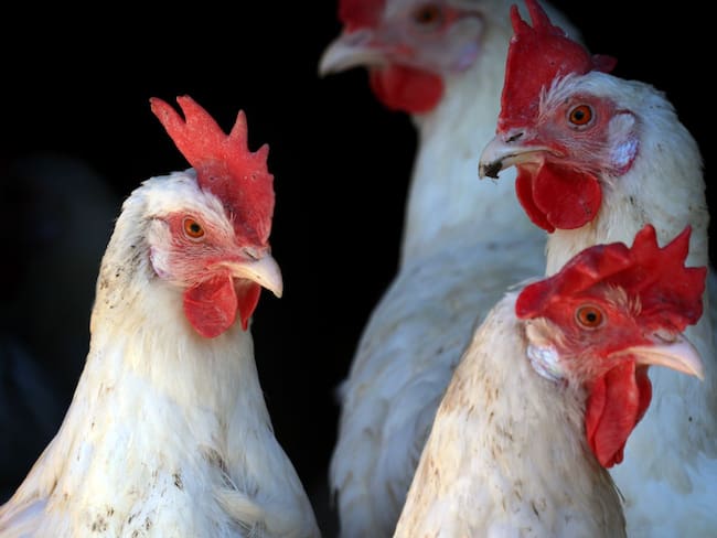 ¿Hay riesgo de pandemia por gripe aviar? Así de contagiosa es la H5N1 en humanos