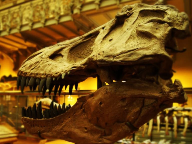 Venderán esqueleto del primo del Tiranosaurio Rex por 8 mdd