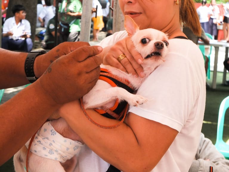 Vacunación antirrábica EdoMex