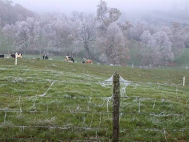 Heladas en Hidalgo provocan pérdidas de 12 mil toneladas de Cebada