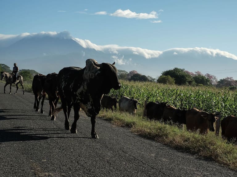 México ocupa uno de los primeros lugares en producción ganadera