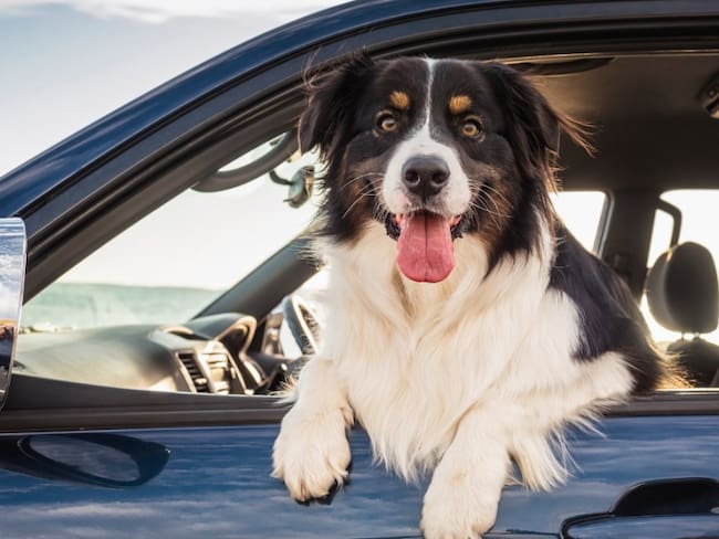 Multa por llevar a tu mascota en el carro, en CDMX: costos y razones
