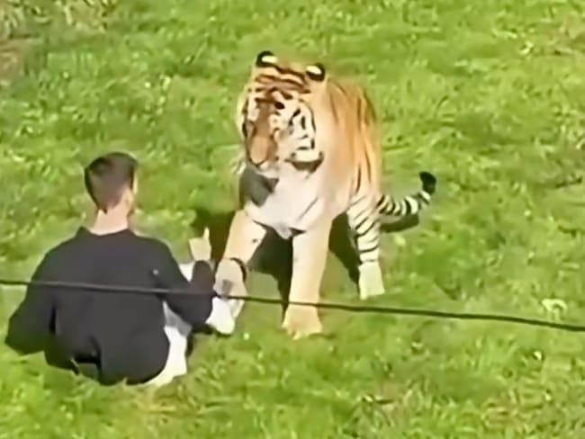 Hombre muere tras entrar al recinto de un tigre en el zoológico de Yorkshire, Inglaterra