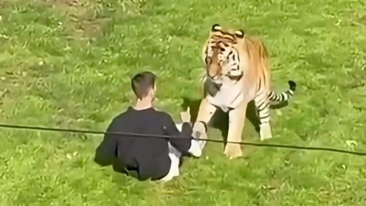 Hombre muere tras entrar al recinto de un tigre en el zoológico de Yorkshire, Inglaterra