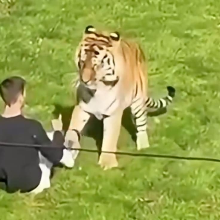 Hombre muere tras entrar al recinto de un tigre en el zoológico de Yorkshire, Inglaterra