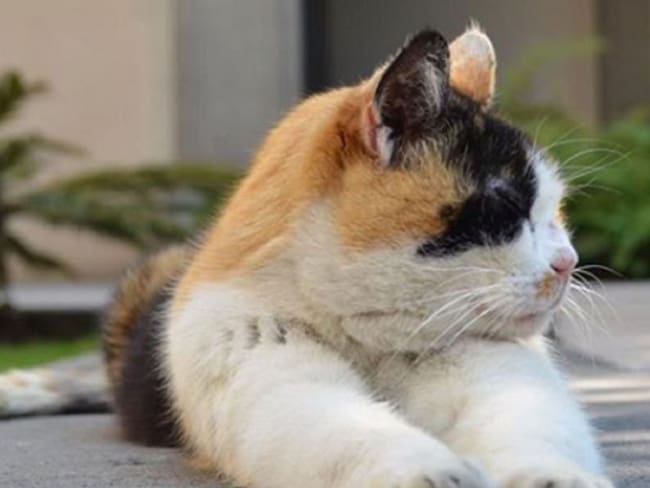 Me parece ver un lindo gatito; al menos 20 viven en palacio nacional