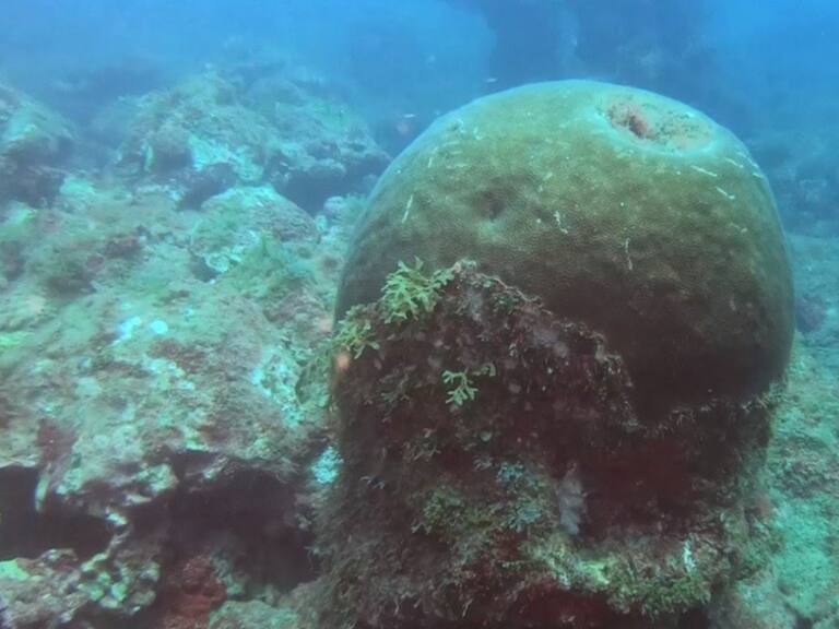 Hay que cuidarlos; descubren cinco arrecifes en el Golfo de México