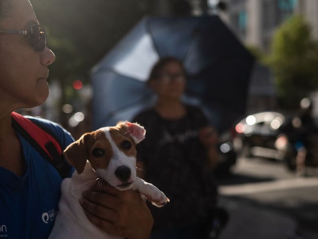 Cuatro consejos para cuidar a tu mascota ante la onda de calor en México