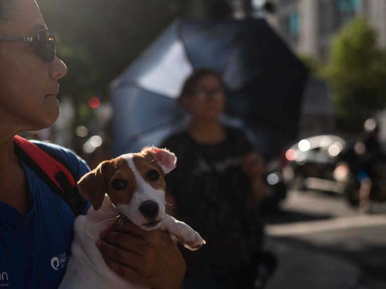 La Secretaría de Gestión Integral de Riesgos y Protección Civil de la Ciudad de México ha emitido una serie de recomendaciones para evitar que las mascotas sufran golpes de calor o daños por las altas temperaturas.
