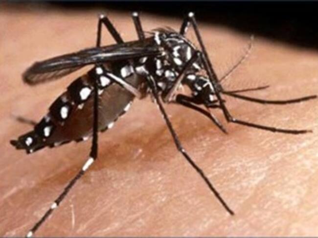 Registra Jalisco siete casos de dengue este año