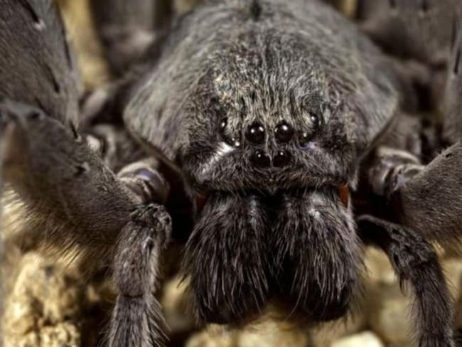 Descubren una nueva especie de araña en México