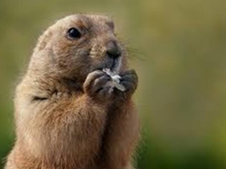 'El Ingrediente Extra' con Leo Luna. En Austria un niño de ocho años convive libremente con marmotas