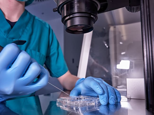 Embriones artificiales para ¿trasplantes médicos?