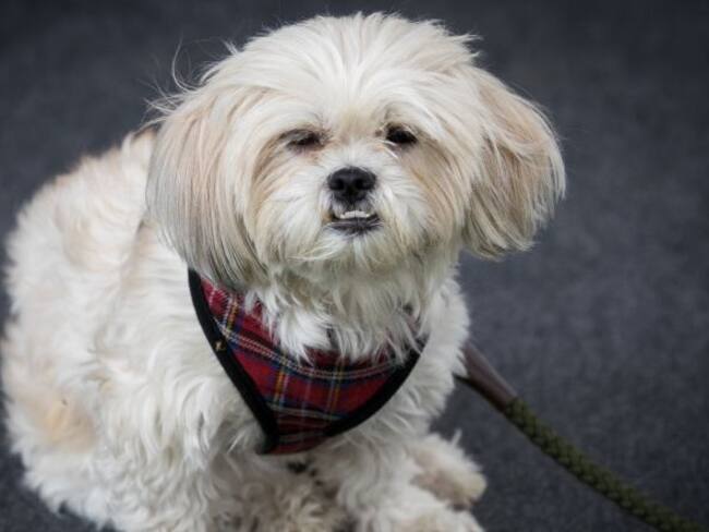 Lo que hay detrás de los perritos que caminan en dos patas