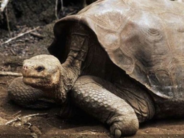 Abrirán centro de interpretación en honor a la tortuga Solitario George