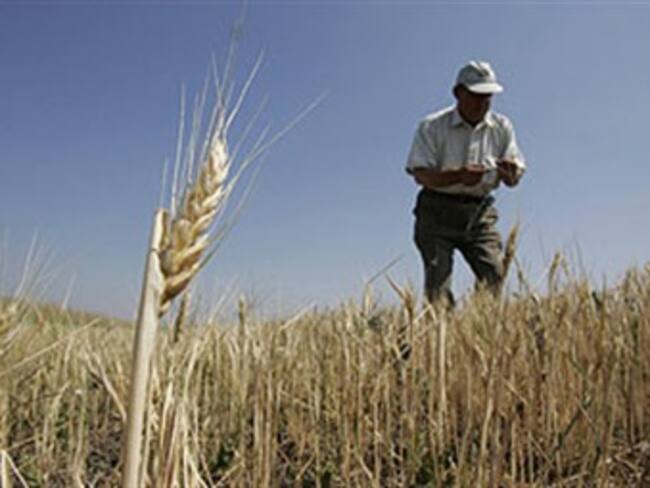 Recibirán productores de trigo apoyos por daños durante heladas