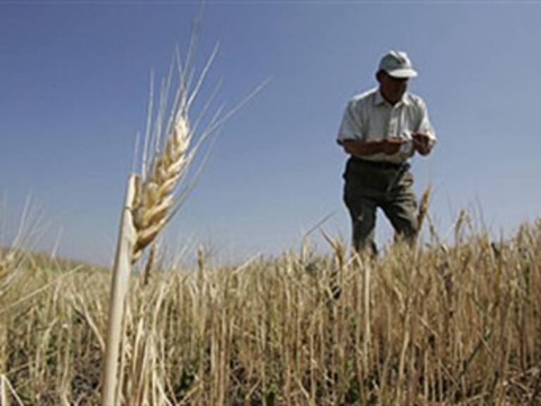 Recibirán productores de trigo apoyos por daños durante heladas