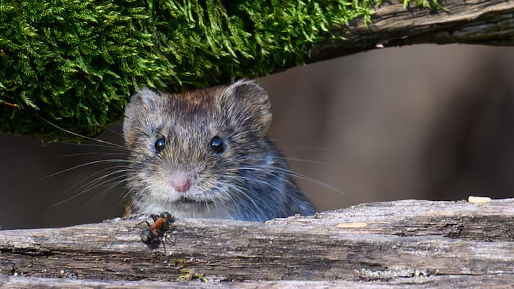 ¿Qué especie de roedor contagia el hantavirus? El animal relacionado con la cepa Andes