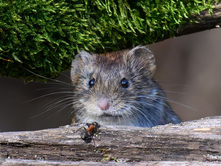 Mx - ¿Qué tipo de especie de roedor contagia el Hantavirus?