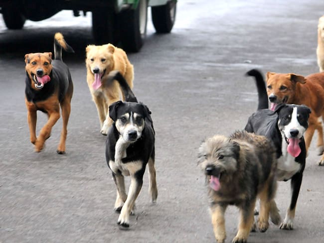 Adoptatón de perritos peregrinos en CDMX: fechas, sede y cómo adoptar en la Estela de Luz