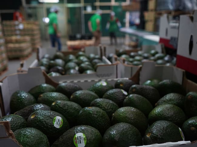 Inicia Michoacán reactivación de exportación de aguacate a EU