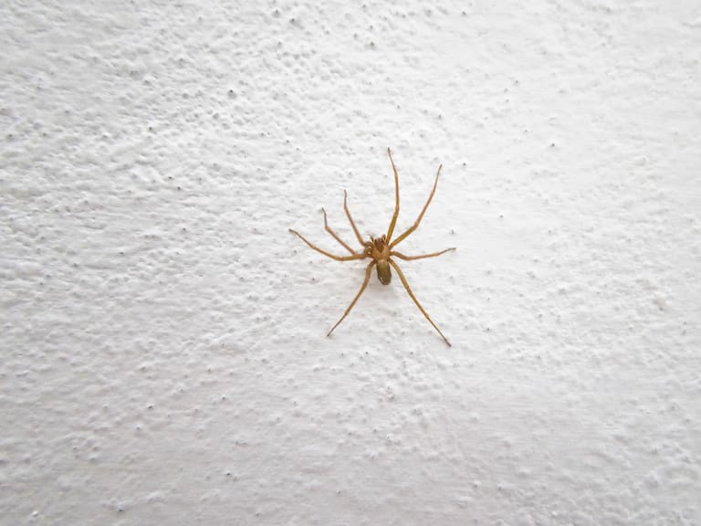 En Sonora, una mujer de 30 años falleció tras ser picada por una araña violinista.