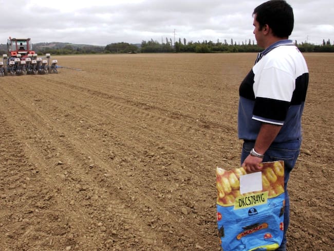 EU en disputa con México por maíz transgénico