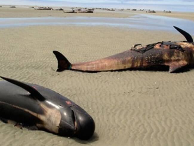 Mueren más de 120 ballenas varadas en playas de Nueva Zelandia