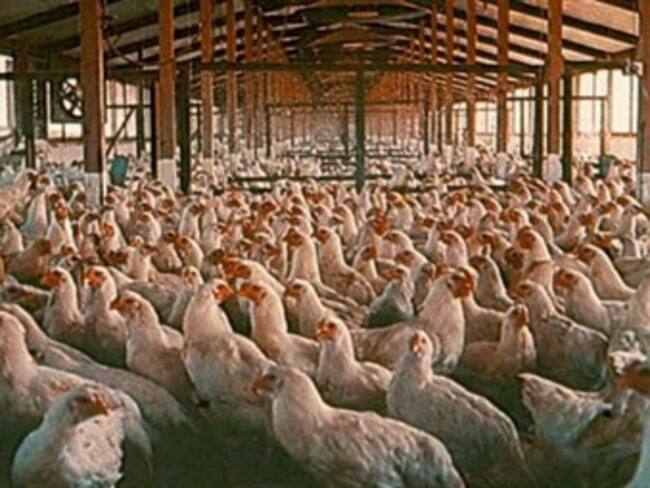 Demanda EU a UE ante OMC para poder vender aves con cloro