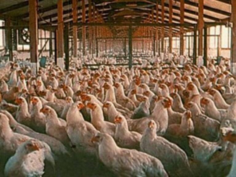 Demanda EU a UE ante OMC para poder vender aves con cloro