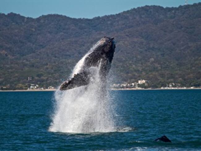 Migración de ballenas,tortugas y mariposas.'Pasaporte W' con Michelle Fridman