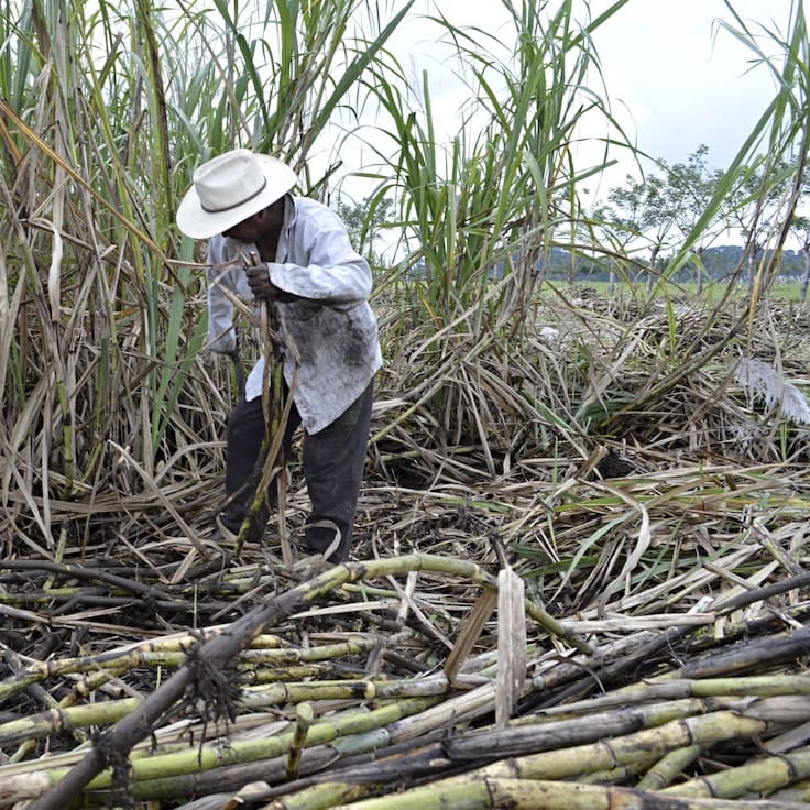 Nuevo arancel del 156% protege la caña de azúcar en México; sector agradece a Sheinbaum