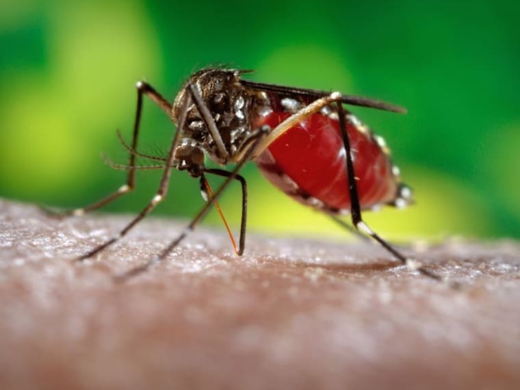 El virus del Zika llegó a Sudamérica, ¿en un avión?