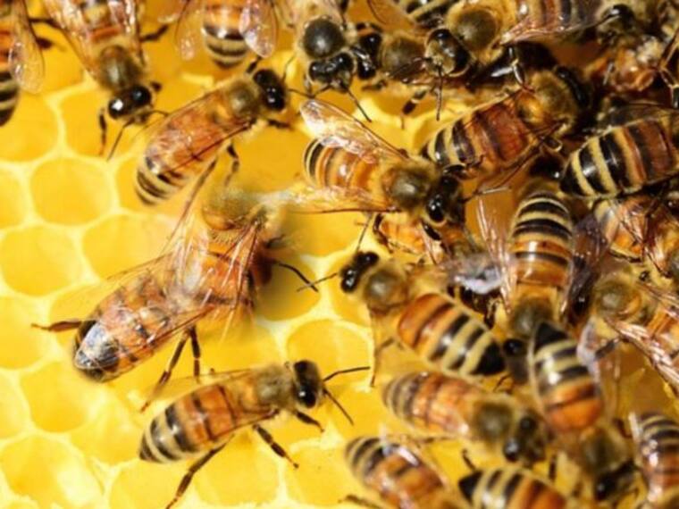 “Así Sopitas” Declaran a las abejas en peligro de extinción