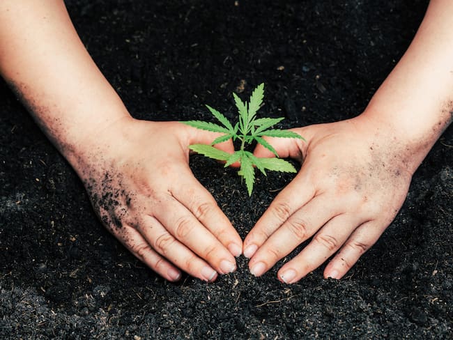 Hay nuevos puntos de tolerancia cannábica en la CDMX; ¿Dónde se encuentran?