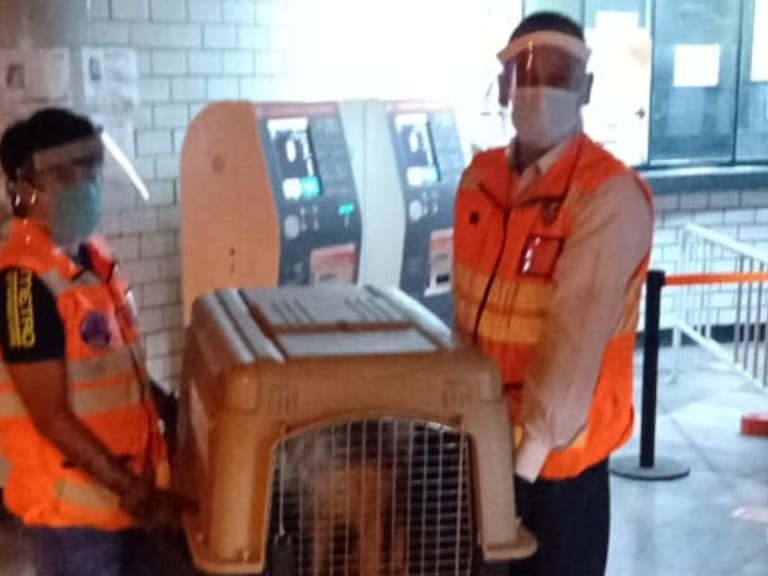 Rescatan a perrito que deambulaba en las vías del Metro de la CDMX
