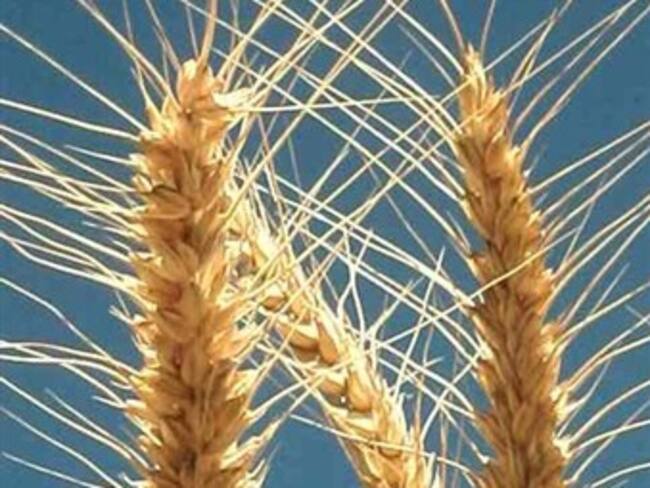 Seguirá el aumento en el precio de maíz y trigo