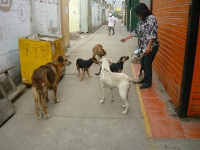 Desalojo de perritos de STA MA LA RIBERA.'El reino animal' con Marielena Hoyo