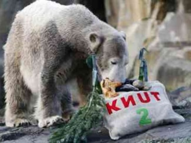 Podría haber muerto oso polar 'Knut' de una enfermedad cerebral